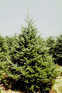 Pinus Heliotis, rvore smbolo do Natal <a style='float:right;color:#ccc' href='https://www3.al.sp.gov.br/repositorio/noticia/hist/arvore natal.jpg' target=_blank><i class='bi bi-zoom-in'></i> Clique para ver a imagem </a>